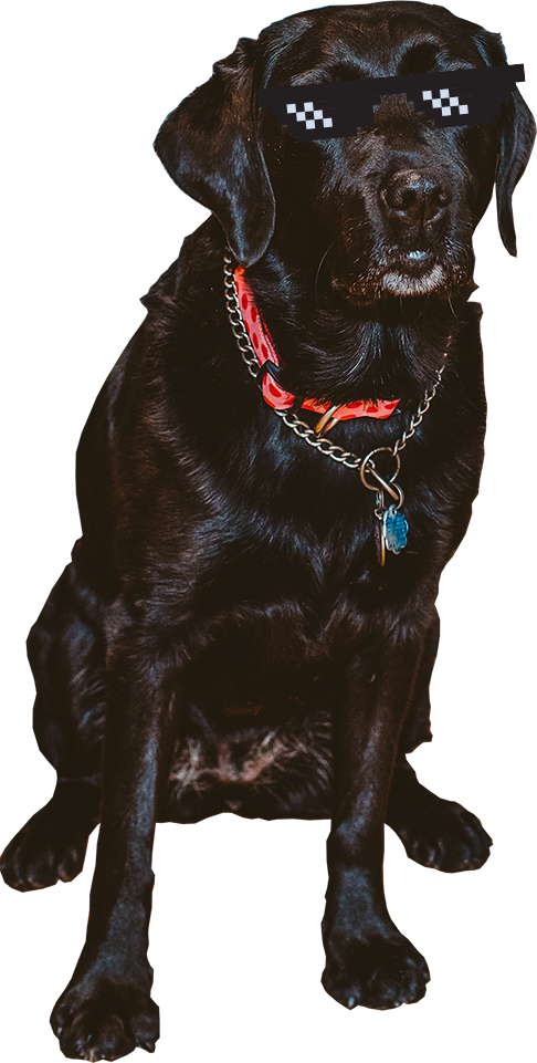 Dog_Image