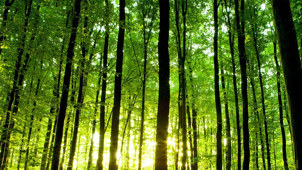 Forest Through The Trees